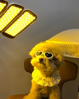 [Weekender] Laser skin treatments, full course meals: luxury life of pets in Korea