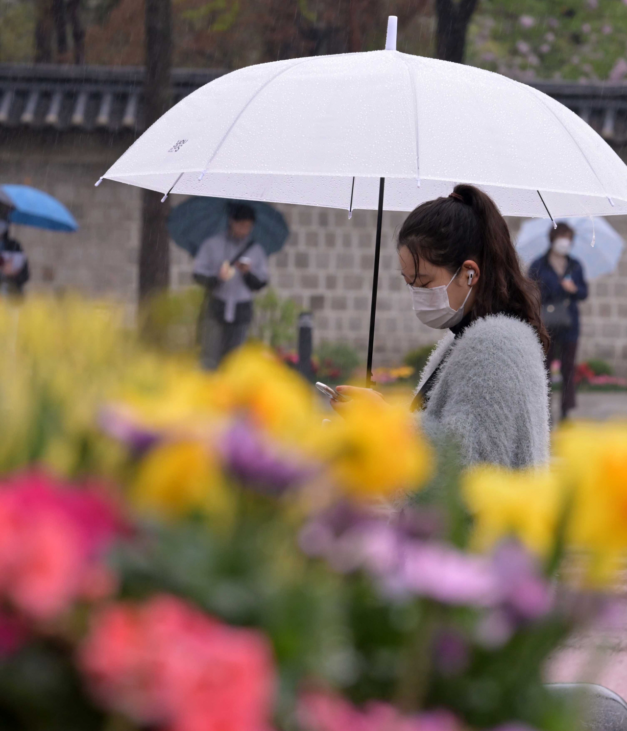 봄꽃들 사이에 시민들이 우산을 들고 출근길을 서두르고 있다. 이상섭 기자