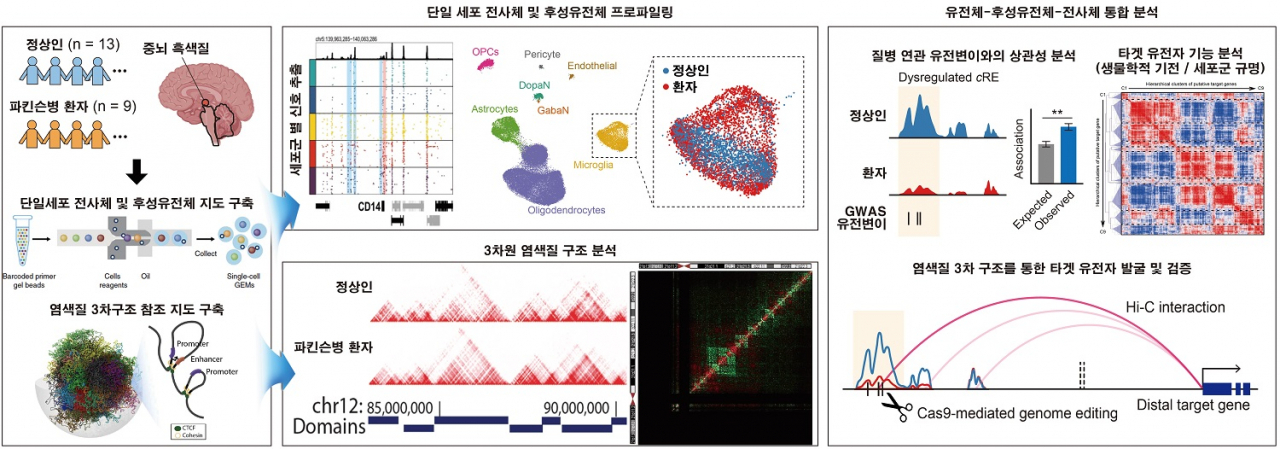 단일 세포 후성유전체 지도 분석을 통한 파킨슨병 연관 분자기전 규명.[KAIST 제공]