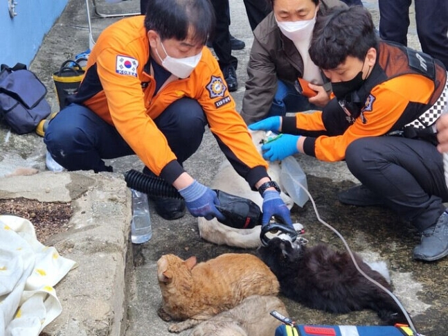 부산의 한 아파트에서 화재가 나 주인이 키우던 고양이와 개가 응급처치를 받고 있다.[부산소방재난본부]