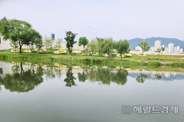 순천시 원도심 명품 하천인 동천변 수양버들 군락지. 박대성 기자
