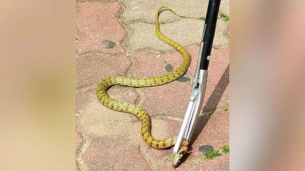 서울 마포의 한 아파트 단지에 출몰한 독사.