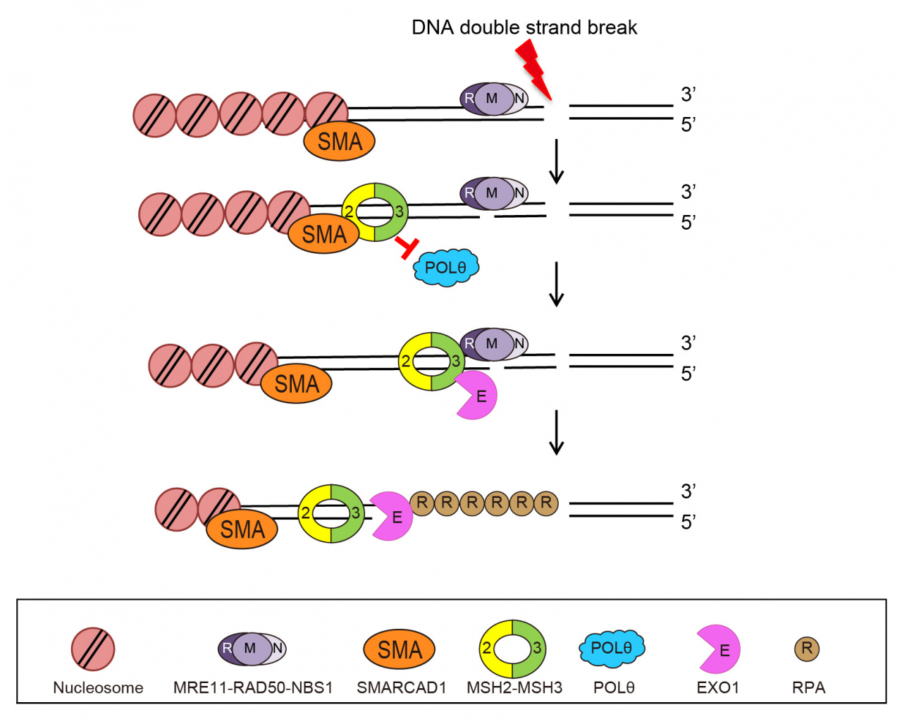 새롭게 발견된 DNA 이중나선 절단 복구 방법.[IBS 제공]