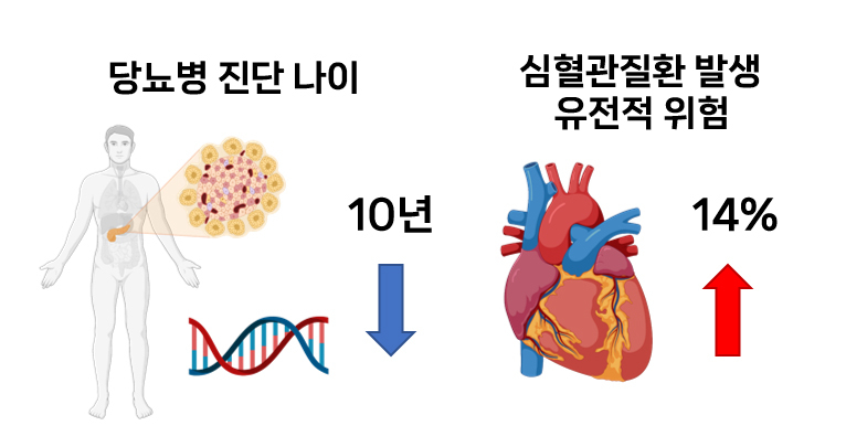 당뇨병 진단연령이 10년 빨라질수록 유전적 영향에 의한 심혈관질환 위험 14%씩 증가한다.