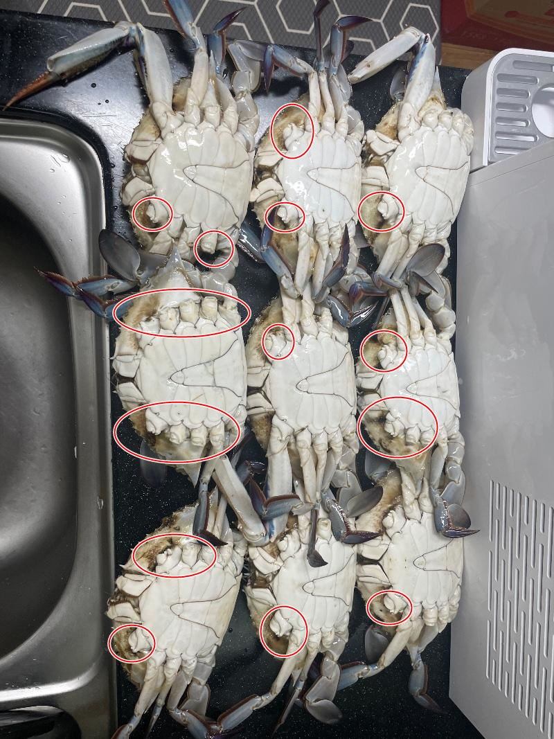다리가 잘려나간 꽃게.[보배드림]