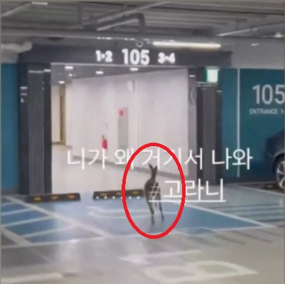 [온라인커뮤니티 SNS 갈무리]