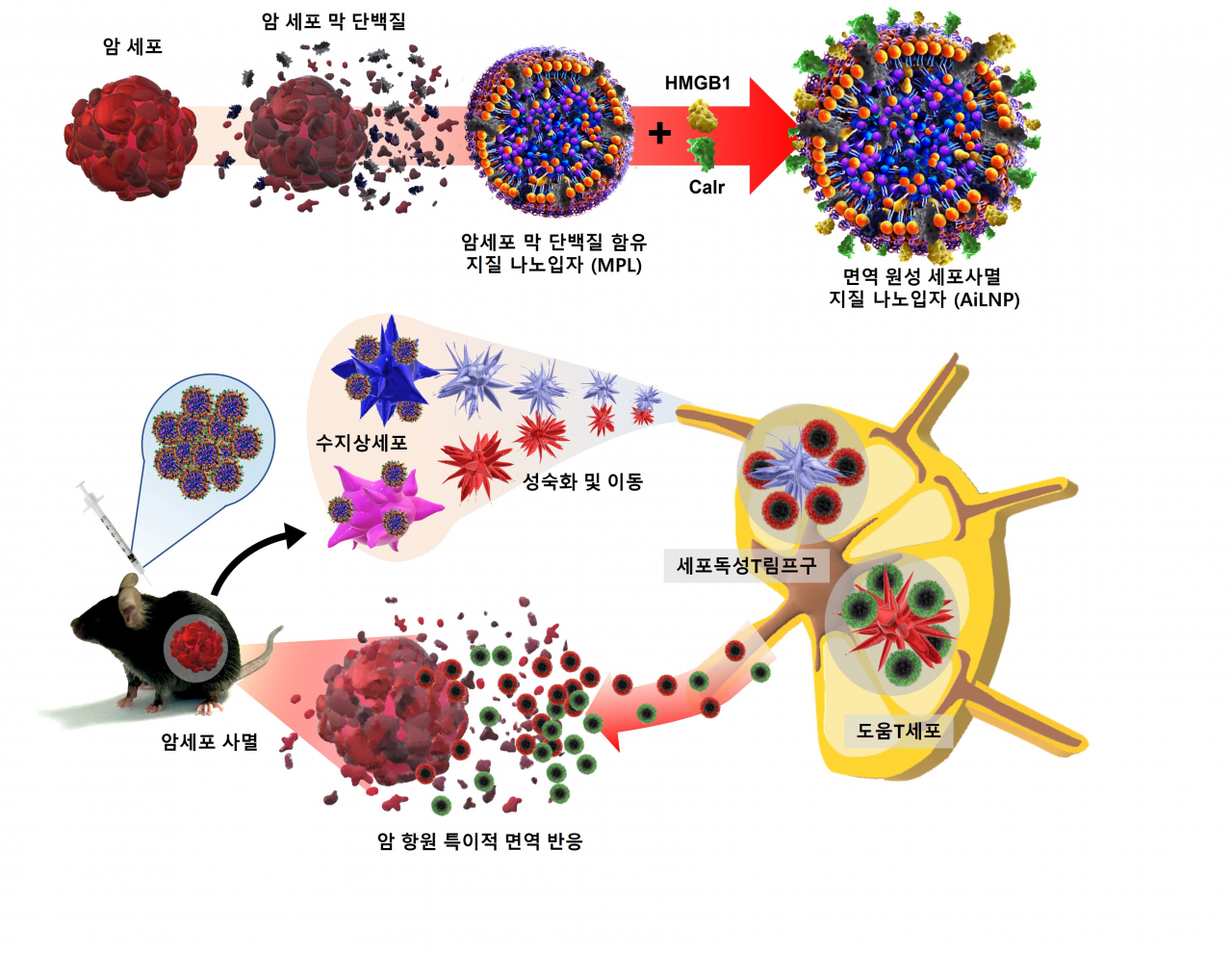 인공 면역원성 세포 사멸 지질 나노입자(AiLNP)를 이용한 암 면역 치료의 모식도.[울산대 제공]