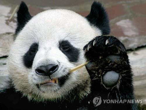 태국 동물원에서 19살에 돌연사한 대왕판다 촹촹(2005년 촬영) [AFP=연합]