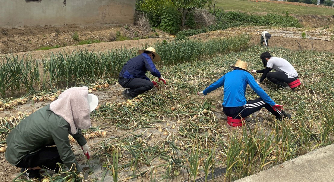함평군 직원들이 농촌일손돕기에 나섰다