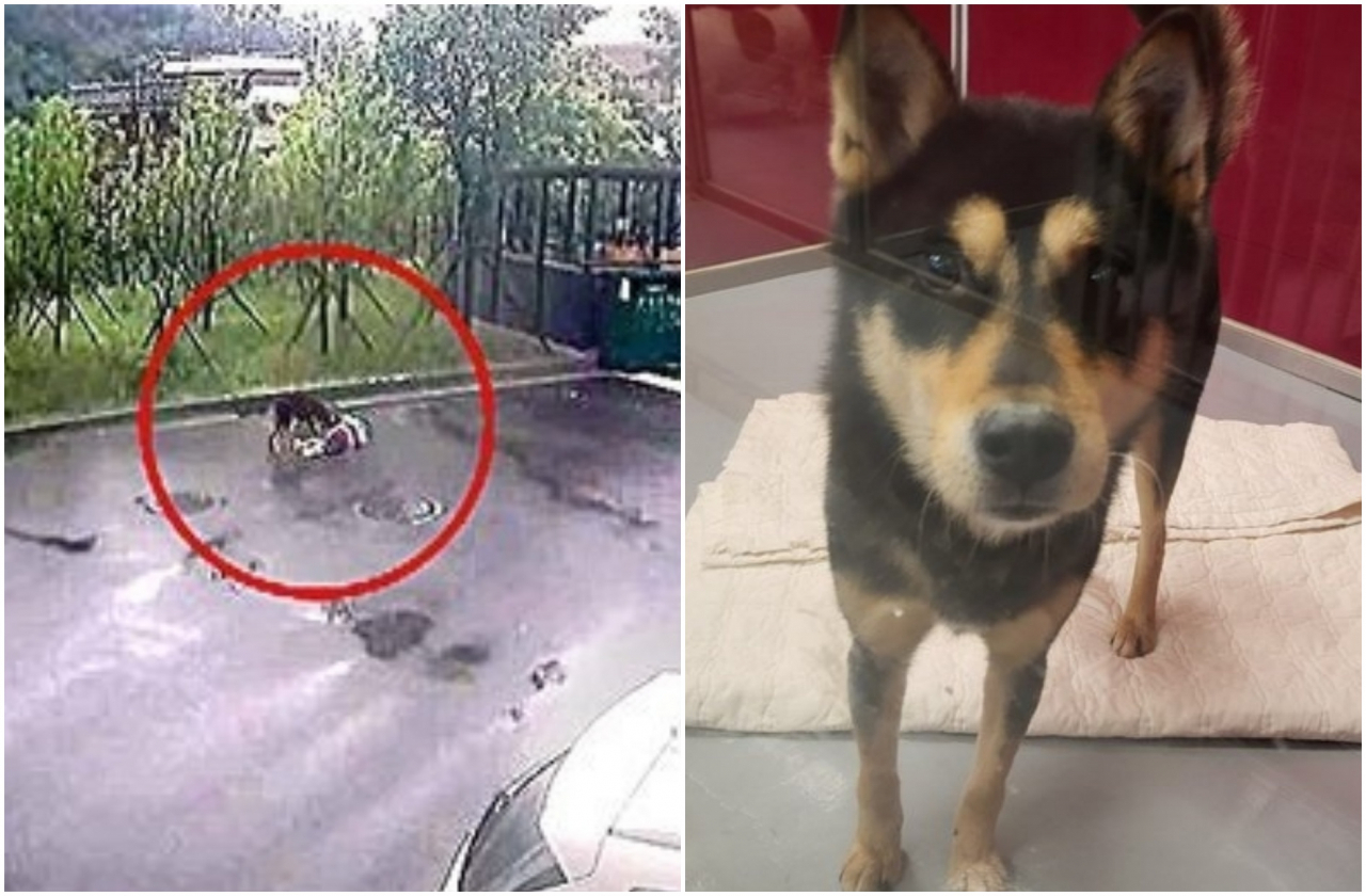 개물림 사고 장면이 담긴 CCTV 화면(사진 왼쪽)과 8살 아이를 공격한 사고견. [온라인 커뮤니티·비글구조네트워크]