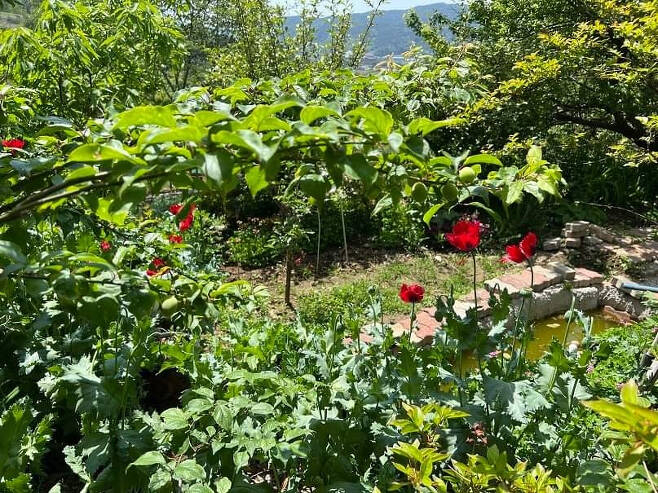적발된 부산 강서구 양귀비 재배현장. [부산경찰청 페이스북]
