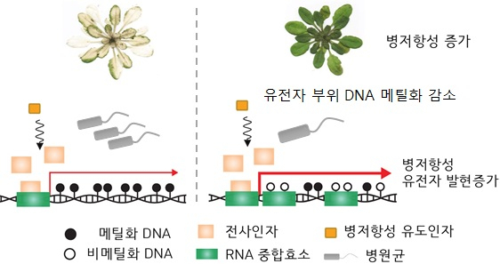 유전자 부위의 DNA 메틸화를 통한 식물 병저항성 기억 모델.[포스텍 제공]