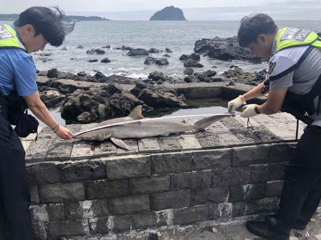 11일 제주 서귀포 해안가에서 발견된 무태상어 사체 길이를 측정하는 해경. [서귀포해양경찰서 제공]