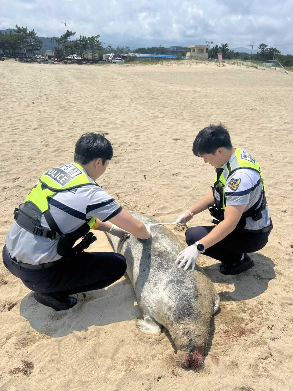 점박이 물범[속초해경 제공]