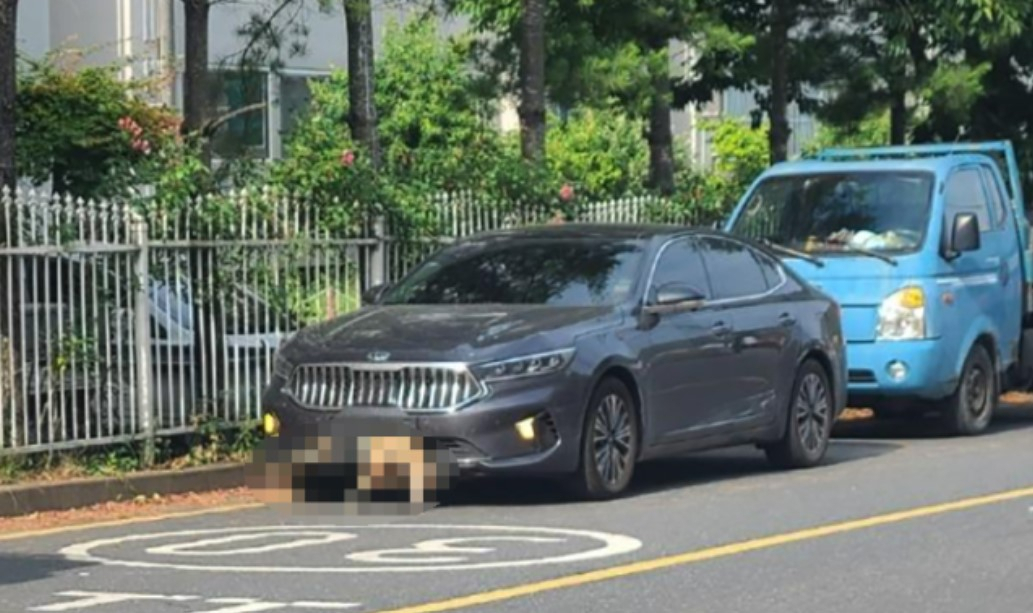 앞 범퍼에 고라니 낀 채 운전…차주 “다음 날까지 몰랐다, 음주도 아냐”