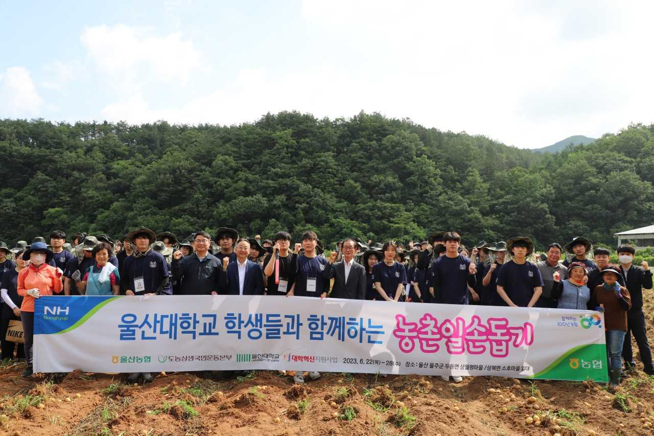 22일 울산 울주군 두동면 월평리 감자농가에서 농협중앙회 울산본부가 울산대 학생들과 농촌일손돕기 봉사활동을 하고 있다. [사진=농협중앙회 울산본부]