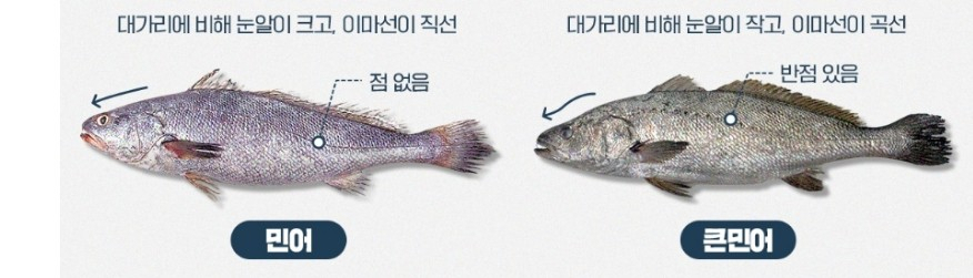 “내가 먹은 큰민어, 민어 아니었다”…알고보니 ‘중국산’, 충격 [식탐]