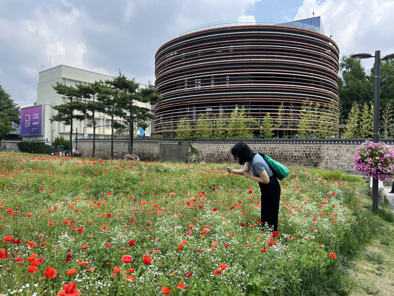 서울시 중부공원여가센터는 ‘열린송현녹지광장’의 경관 개선을 위해 올해 초 파종한 유채, 안개초, 샤스타데이지 등 총 12종의 꽃들이 아름답게 만개했다고 26일 밝혔다. [서울시 제공]