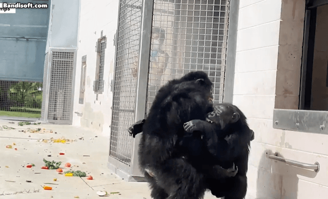 [제공=‘세이브 더 침팬지’(Save the Chimps)]