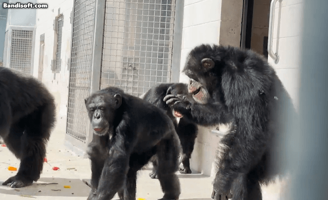 [제공=‘세이브 더 침팬지’(Save the Chimps)]