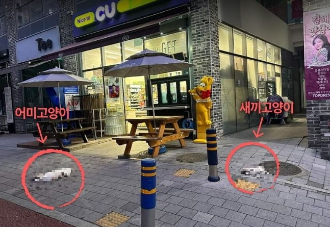 [동물권행동 카라 인스타그램]