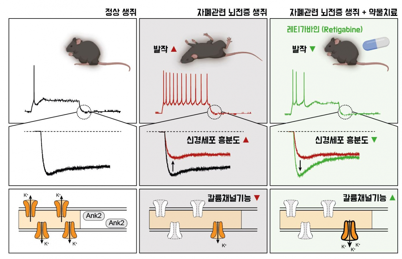 약물치료를 통한 자폐 관련 뇌전증 증상 완화.[IBS 제공]