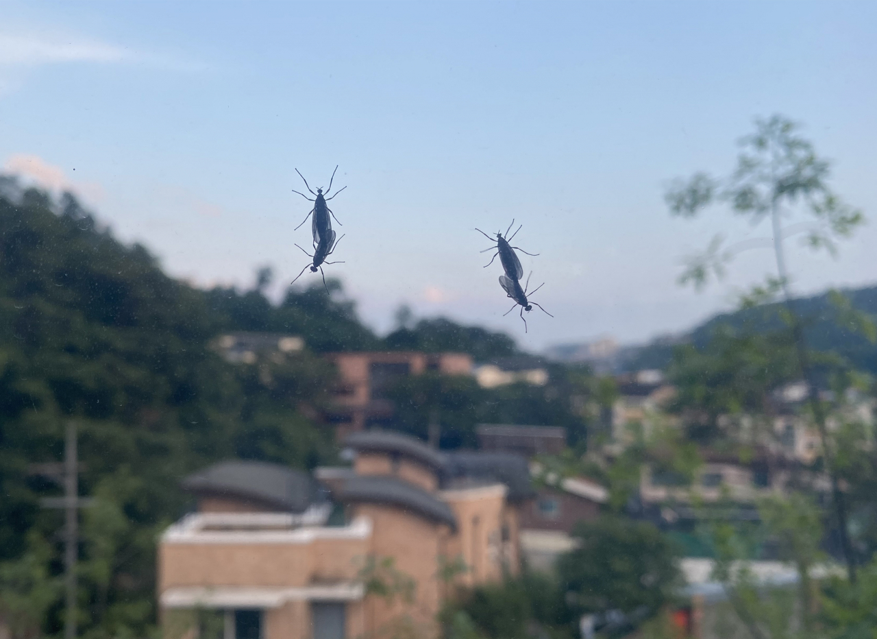 서울 종로구의 한 가정집 창문에 러브버그가 붙어있다. [연합]