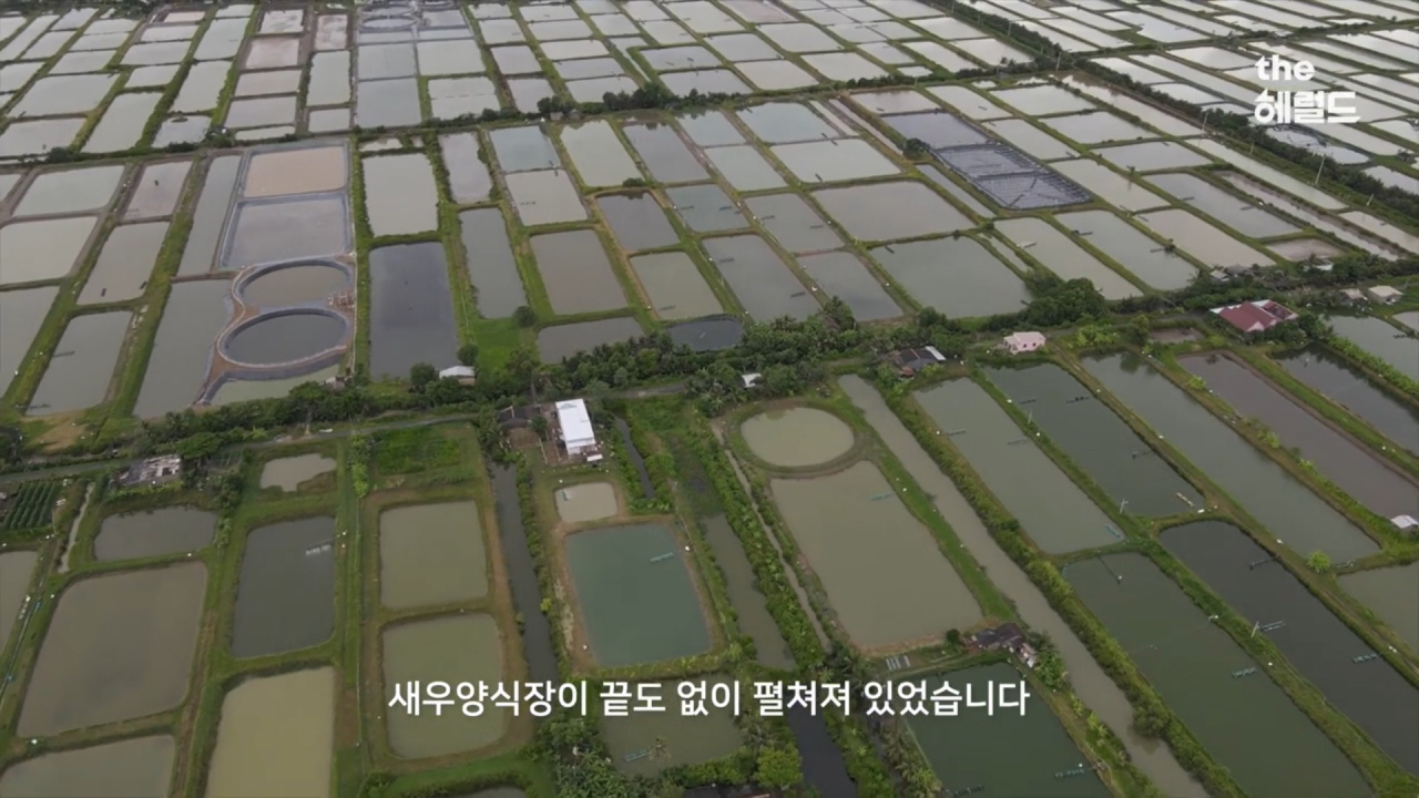 “실화냐? 맛있게 먹었는데” 일부러 새우 눈 없애는 인간들 [지구, 뭐래?]