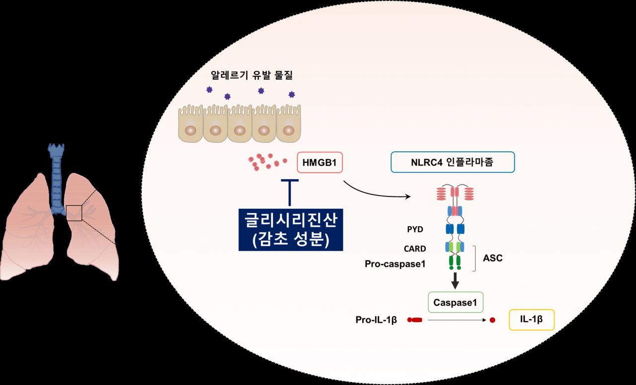 이번 연구결과 모식도.[한국한의학연구원 제공]