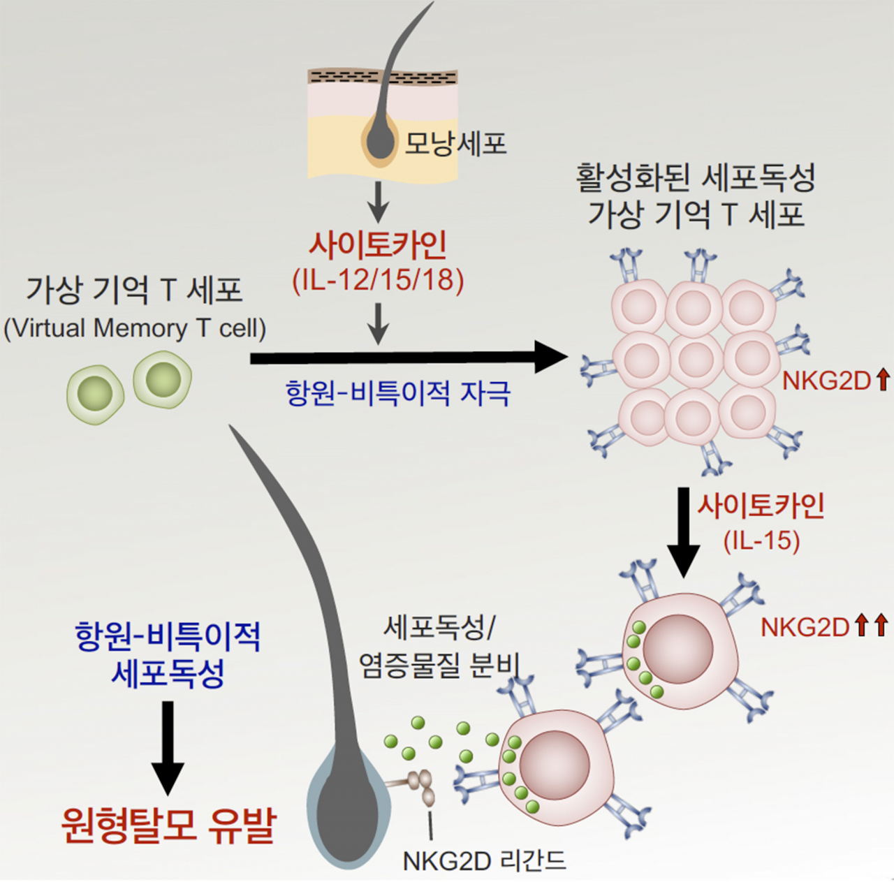 가상기억 T세포가 항원-비특이적인 사이토카인 자극을 받아 활성화되면 높은 세포독성능을 갖는 새로운 면역세포로 분화가 일어나고, 이 세포군이 세포독성 물질을 내보내 모낭을 파괴하여 원형탈모를 일으키게 된다.[KAIST 제공]