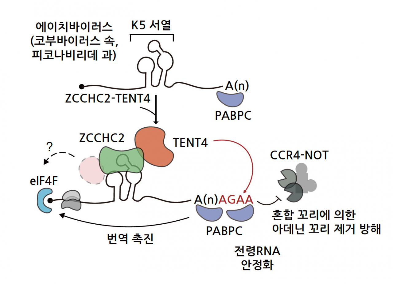 RNA 스크리닝으로 찾은 K5 서열의 작용 메커니즘.[IBS 제공]