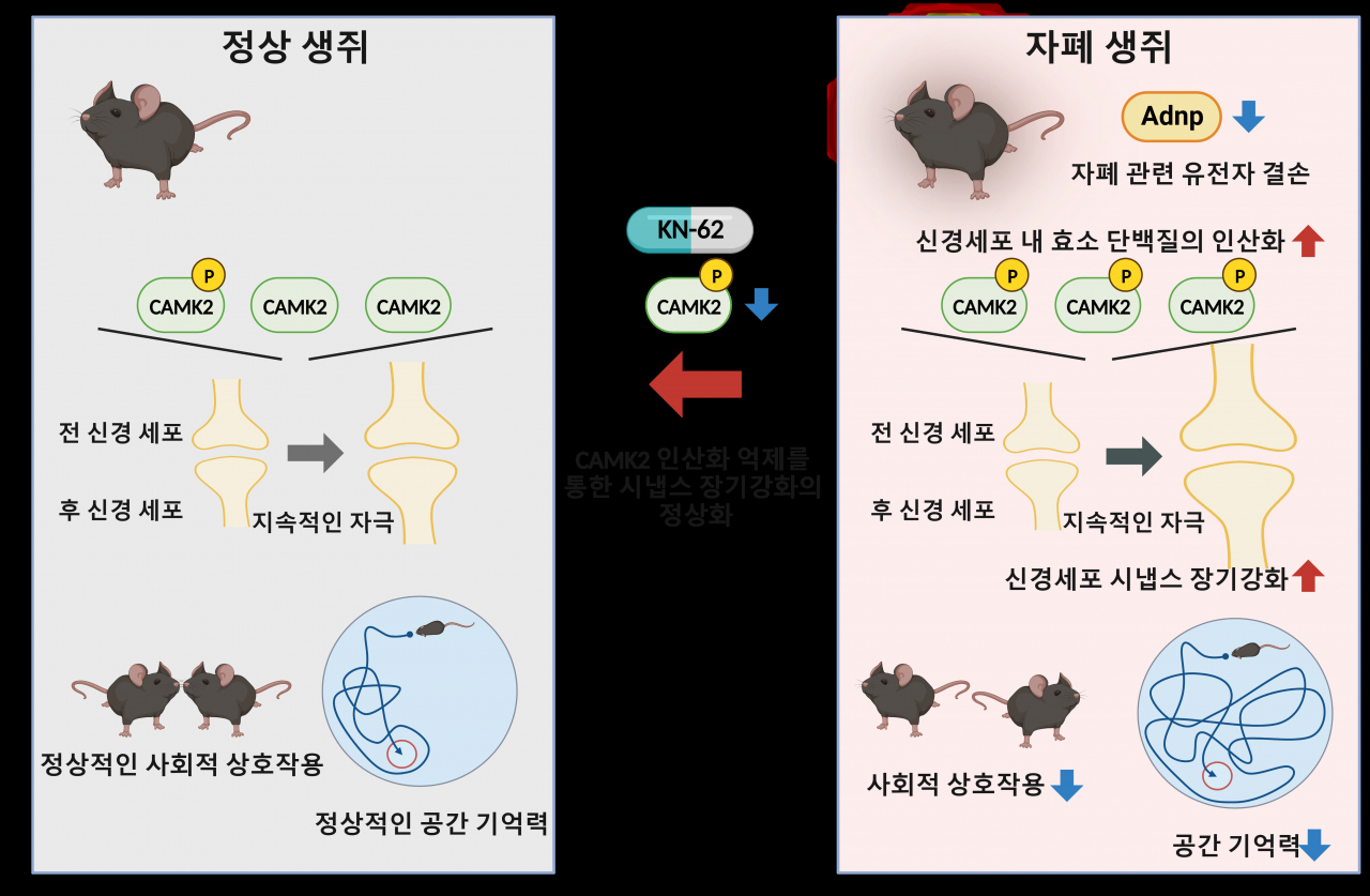 ADNP 결손 자폐 생쥐의 시냅스 이상과 회복.[IBS 제공]
