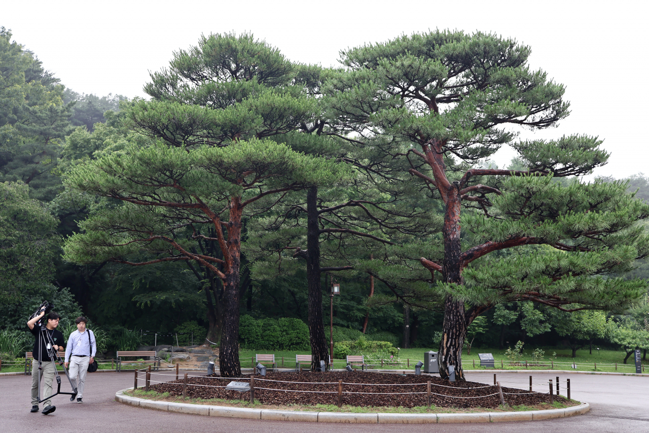 청와대 관저 앞, 두 대통령의 식수가 동거하고 있다. 1991년 관저 준공을 기념해 노태우 대통령이 세 그루를 심었으나, 한 그루가 죽자 노무현 대통령이 2003년 같은 종의 소나무(가장 왼쪽)를 심었다. [연합]