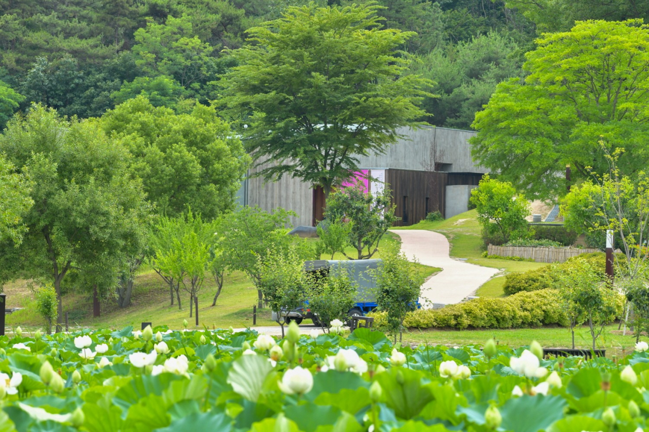 이응노 화백 생가기념관 앞 연지공원엔 7월 중순 드넓은 연못을 연꽃으로 가득 메울 것이다.