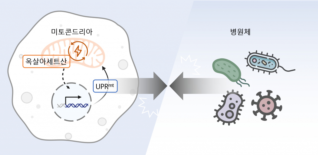 세포 속 에너지 발전소인 미토콘드리아의 부산물인 옥살아세트산 조절이 미토콘드리아 미접힘 단백질 반응을 통해 다양한 병원균에 대한 저항성을 향상시킬 수 있다.[KAIST 제공]