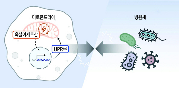 세포 속 에너지 발전소인 미토콘드리아의 부산물인 옥살아세트산 조절이 미토콘드리아 미접힘 단백질 반응을 통해 다양한 병원균에 대한 저항성을 향상시킬 수 있다. [KAIST 제공]