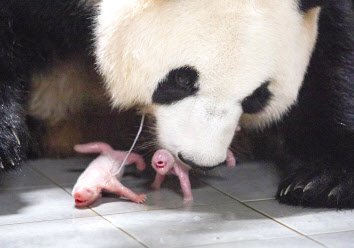 7일 에버랜드에서 탄생한 쌍둥이 판다 자매. 아래 사진은 출산 직후 엄마 아이바오와 쌍둥이 아기 판다. [에버랜드 제공]