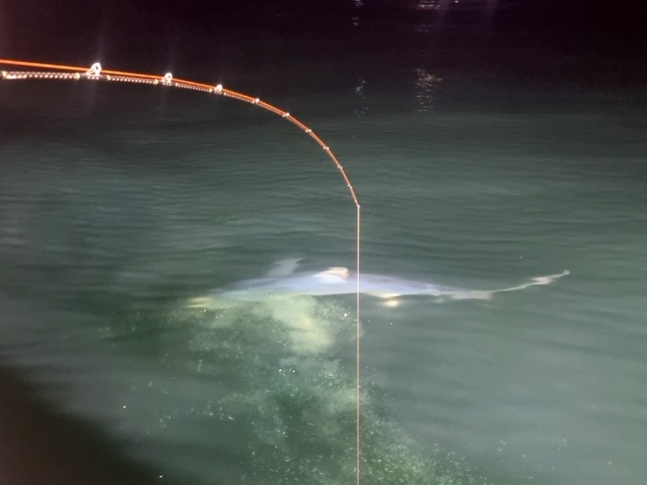 Photo of a presumed mako shark swimming near the coast of Pohang, North Gyeongsang Province, taken by a fisher on July 8. (Korea Coast Guard)
