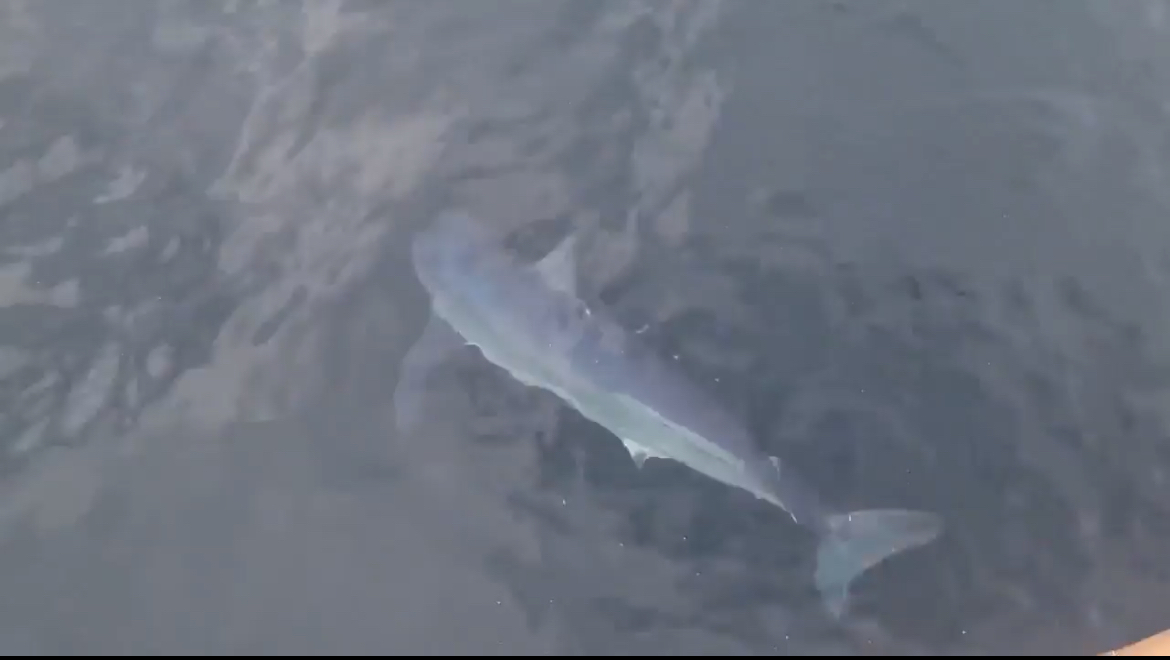 Photo of a mako shark spotted in the East Sea area off the coast of Samcheok, Gangwon Province on July 7 (Korea Coast Guard)