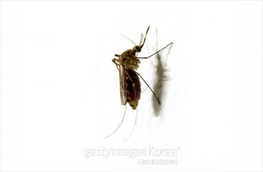 말라리아〈게티이미지뱅크 제공〉