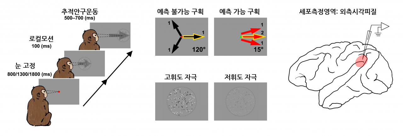 행동실험 및 세포측정영역.[IBS 제공]