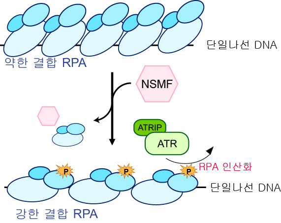 DNA 복제 스트레스에서 NSMF에 의한 ATR의 RPA 인산화 증가에 대한 모식도.[UNIST 제공]