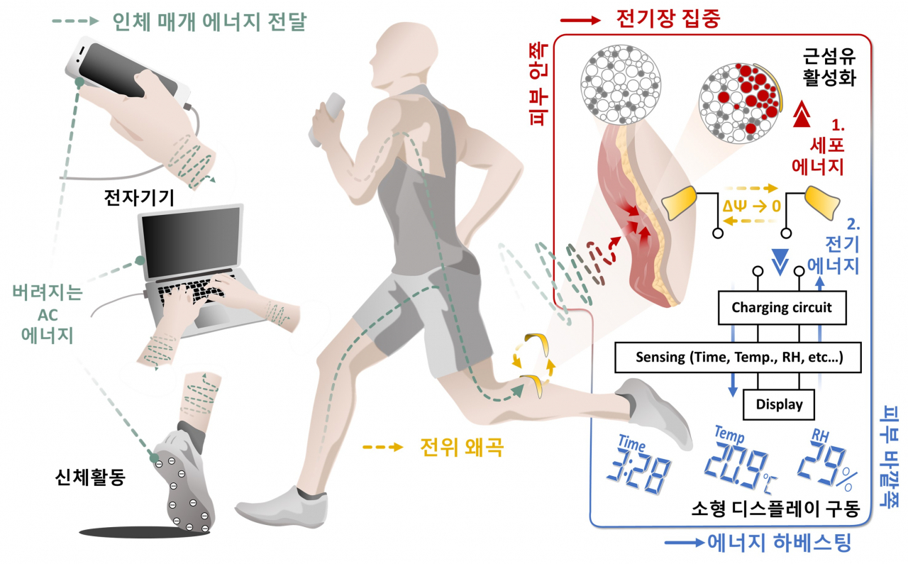 인체 매개 에너지 전달을 통한 세포/전기 에너지의 동기식 생성 개요.[중앙대학교 제공]
