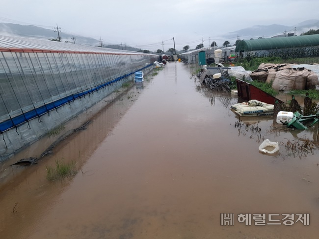 16일 침수된 오이 시설하우스.