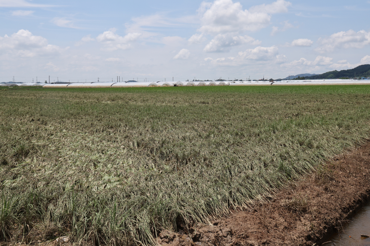 Rice plants wither in paddies in Iksan, 170 kilometers south of Seoul, due to days of heavy rain followed by a heat wave on Wednesday. (Yonhap)