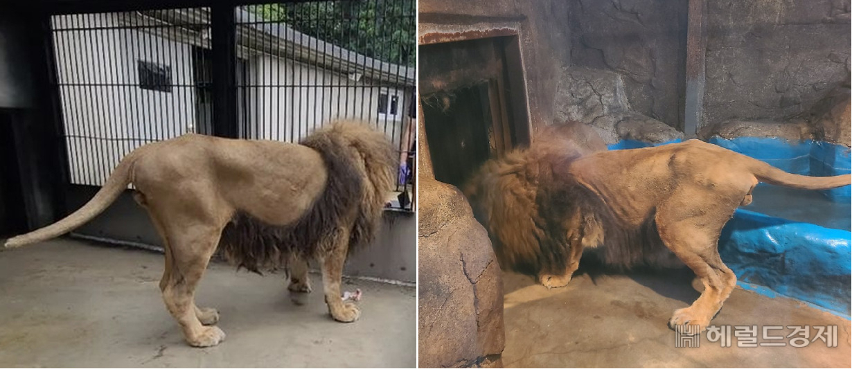 ‘갈비뼈 사자’ 청주로 오더니 몰라보게 달라졌다