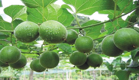 성윤영 박사(위쪽)와 전통약재 나한과 [한국한의학연구원 제공]