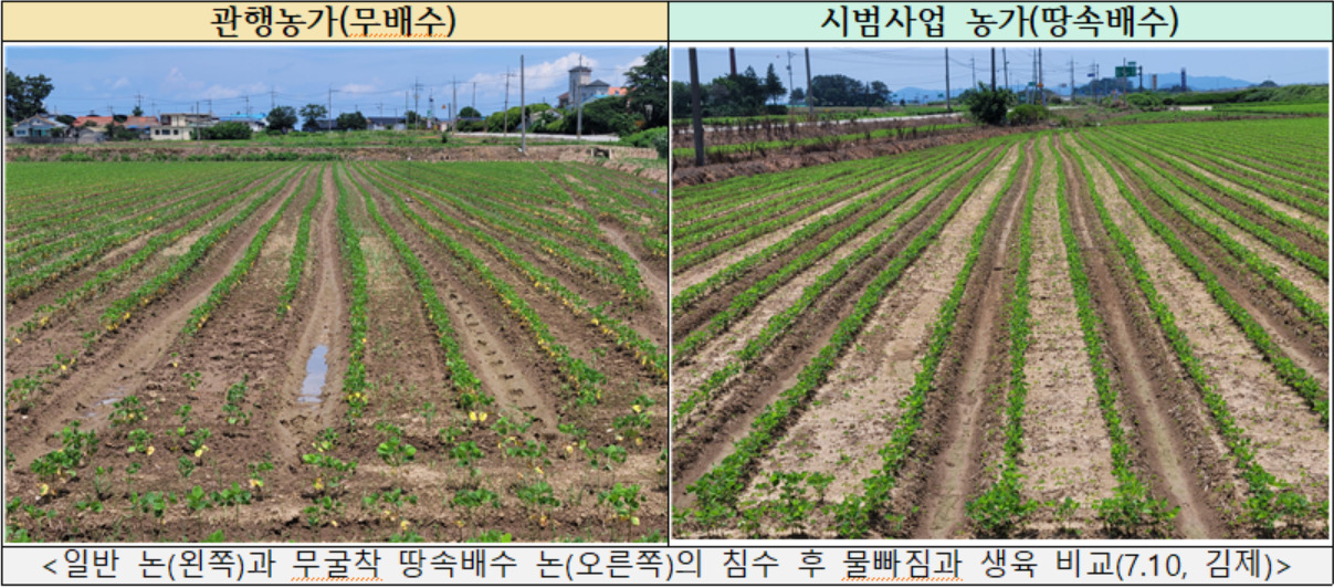 10일 전북 김제시 죽산면의 일반 논(왼쪽)과 무굴착 암거배수 논(오른쪽)의 침수 후 물빠짐과 생육 비교 [농촌진흥청 국립식량과학원 제공]
