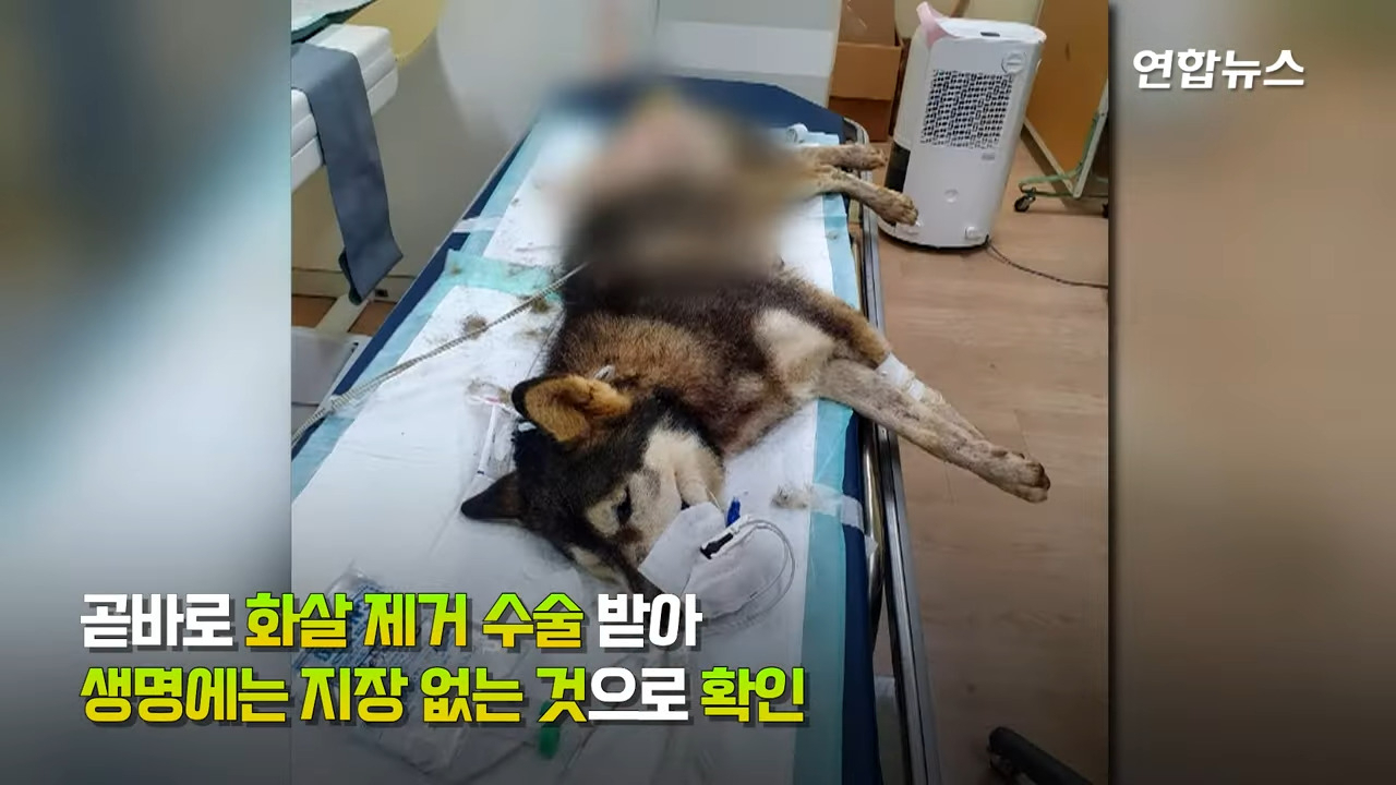 지난해 8월 25일 40대 남성 A씨가 쏜 화살에 관통상을 당한 [연합뉴스 유튜브]