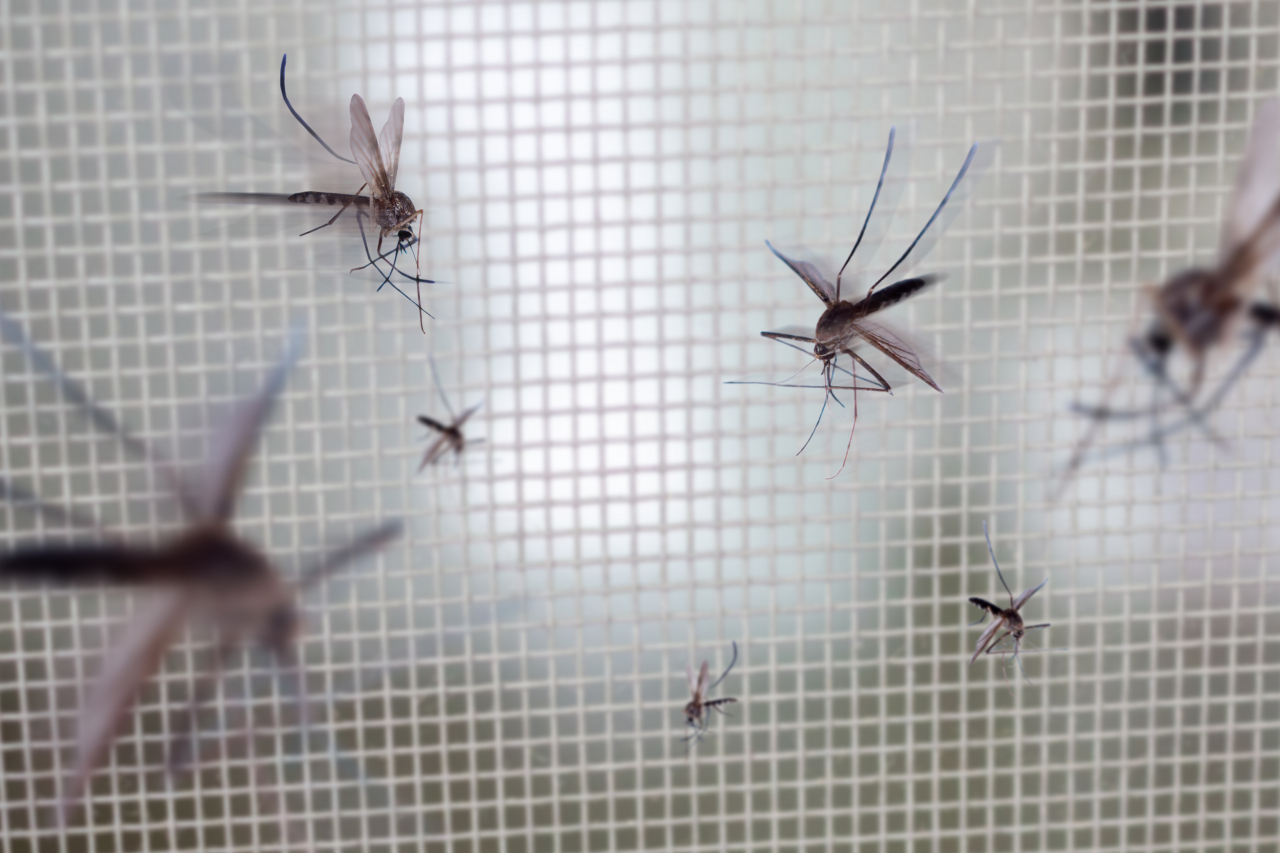 The number of mosquitoes in urban centers July 2-8 doubled compared to last year. (Getty Images Bank)